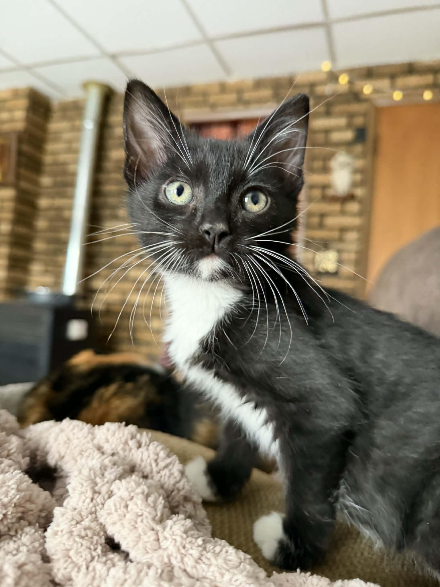 Talen, a Adoptable Domestic Short Hair in Port Washington, WI image 2/5