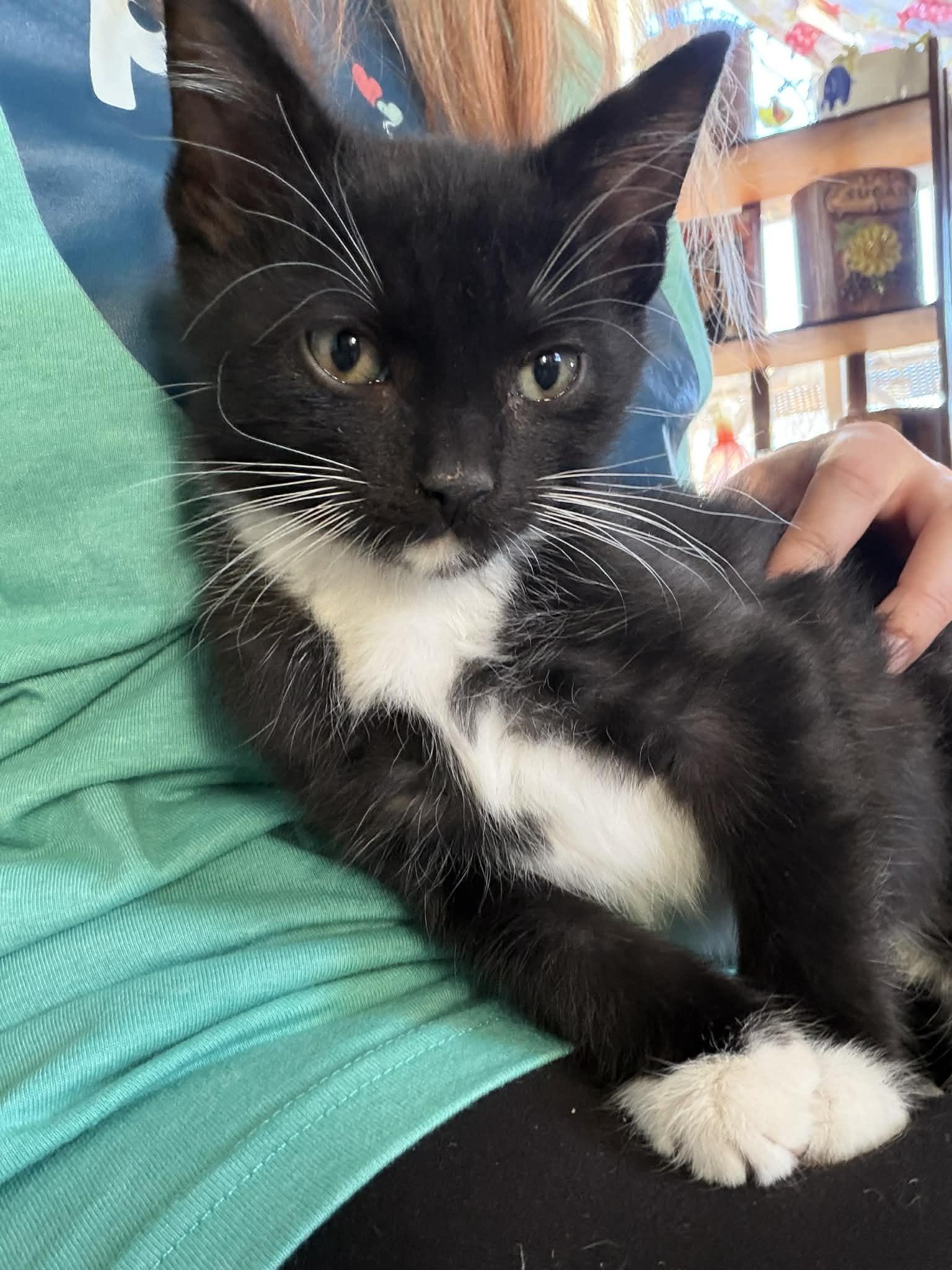 Talen, a Adoptable Domestic Short Hair in Port Washington, WI image 3/5