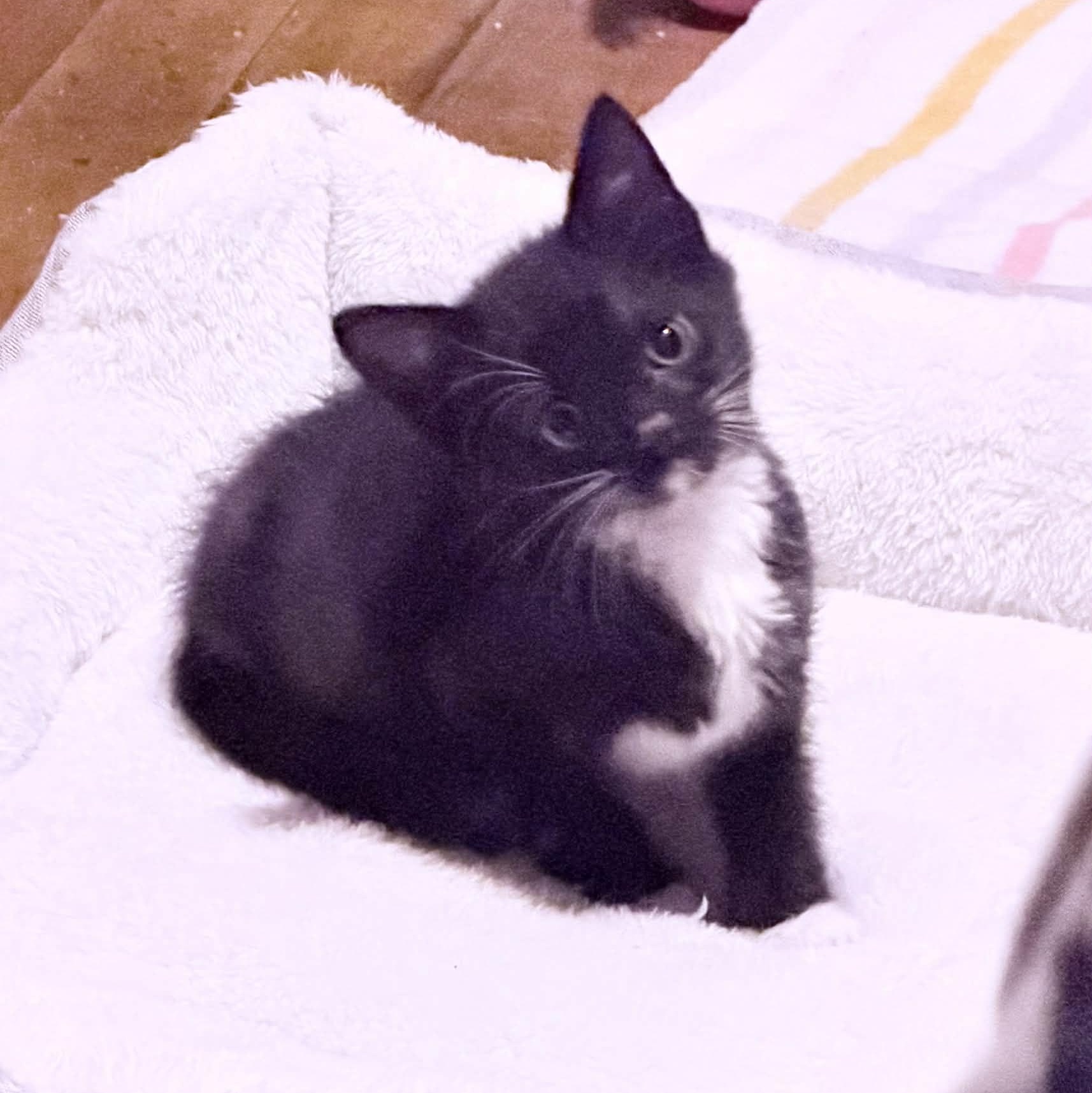 Talen, a Adoptable Domestic Short Hair in Port Washington, WI image 4/5