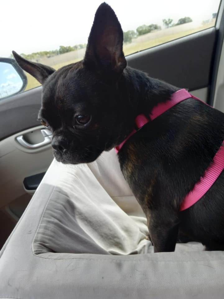 FRANCINE - Adopted!!, Adoptable, Young Female Boston Terrier & French Bulldog.