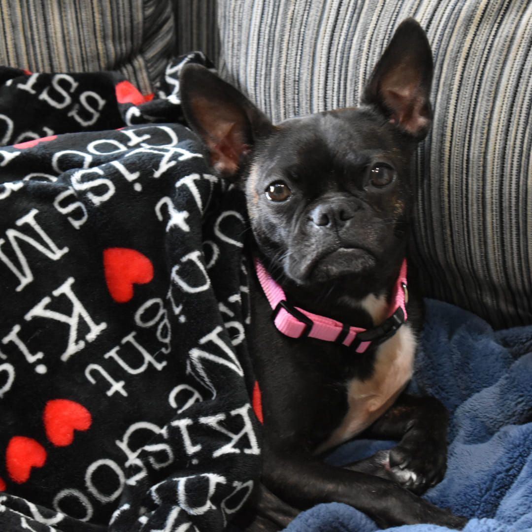 FRANCINE - Adopted!!, a Adoptable mixed breed in Spring, TX image 2/6