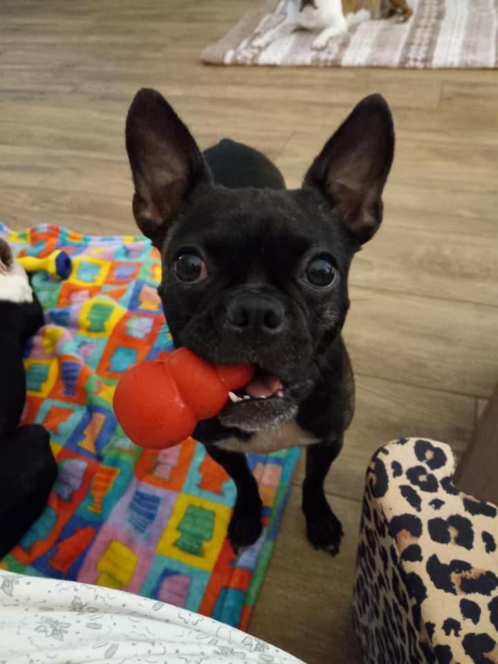 FRANCINE - Adopted!!, a Adoptable mixed breed in Spring, TX image 3/6