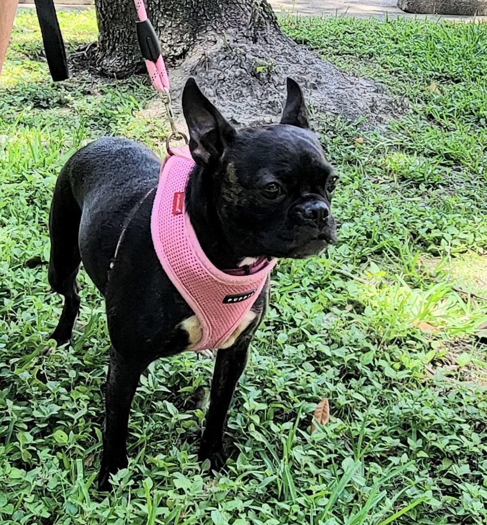 FRANCINE - Adopted!!, Adoptable, Young Female Boston Terrier & French Bulldog.