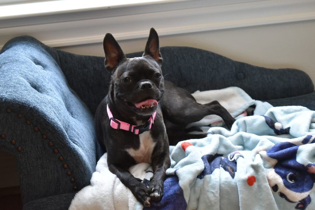 FRANCINE - Adopted!!, a Adoptable mixed breed in Spring, TX image 5/6