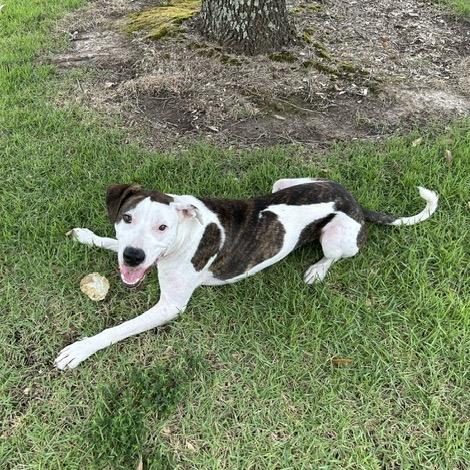 Bojangle, Adoptable, Adult Male Pit Bull Terrier & Mountain Cur.