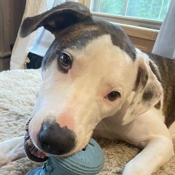 Enlarge Bojangle, a Adoptable mixed breed in Dallas, TX image 2/6