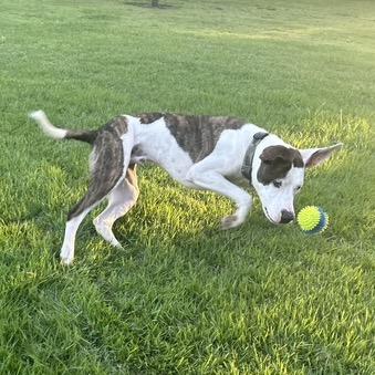 Enlarge Bojangle, a Adoptable mixed breed in Dallas, TX image 4/6