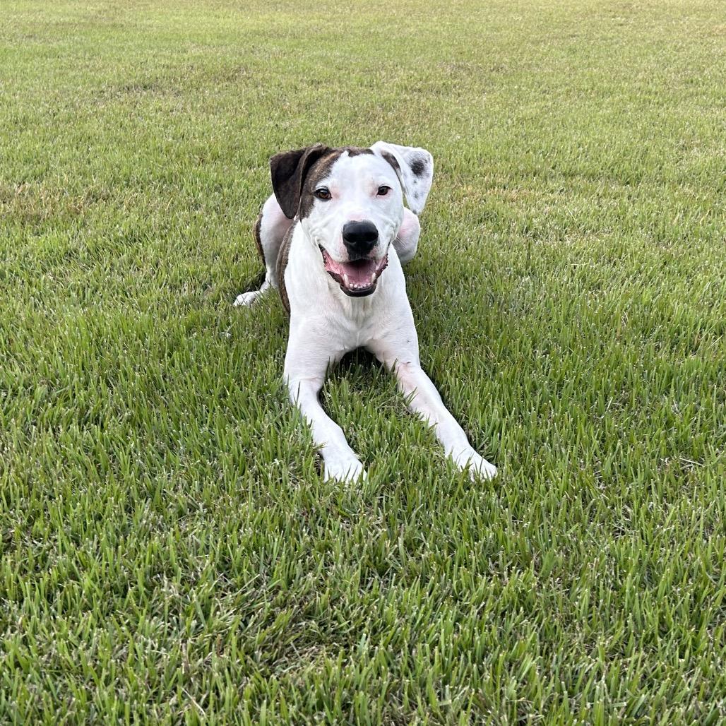 Enlarge Bojangle, a Adoptable mixed breed in Dallas, TX image 5/6