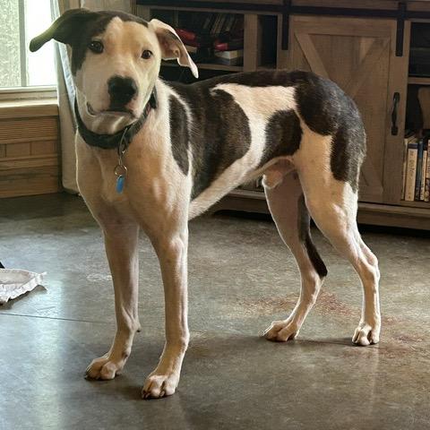 Enlarge Bojangle, a Adoptable mixed breed in Dallas, TX image 6/6