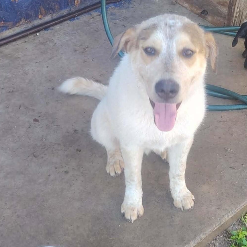 Enlarge Buffy, a ADOPTABLE mixed breed in Woodstock, ON image 1/1