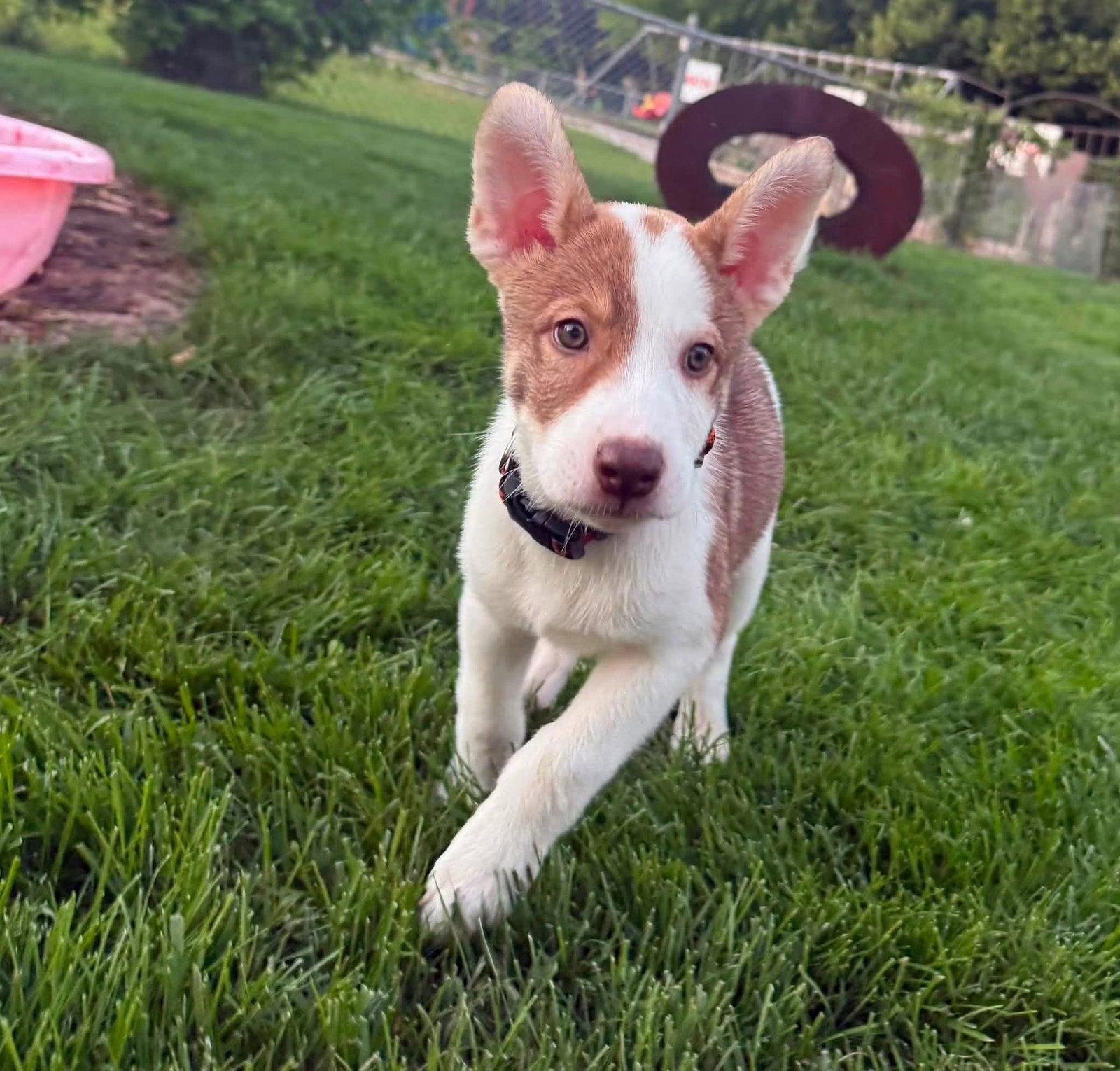 Goose, Adopted, Puppy Male Terrier.