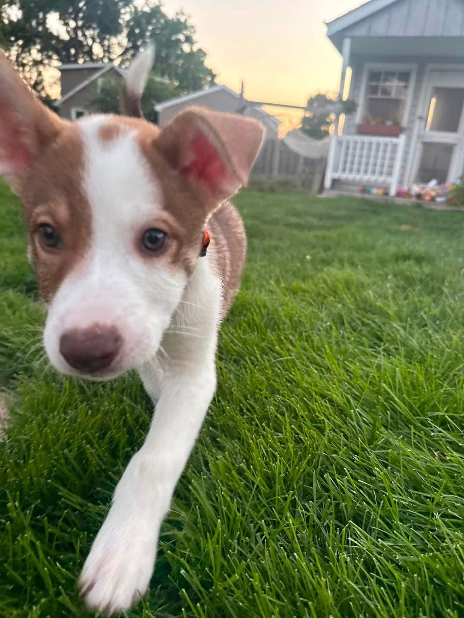 Goose, a Adopted Terrier in New London, WI image 2/3