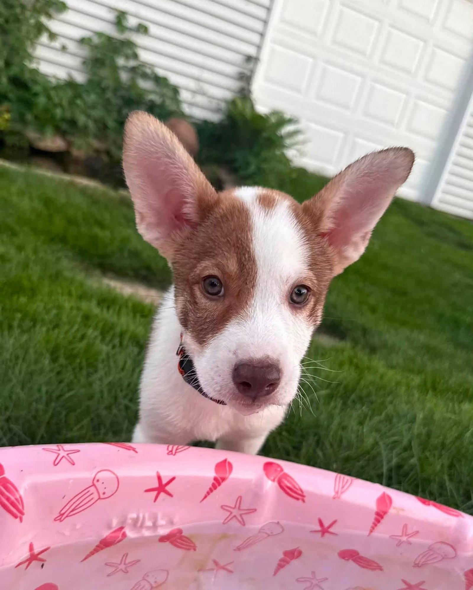 Goose, a Adopted Terrier in New London, WI image 3/3
