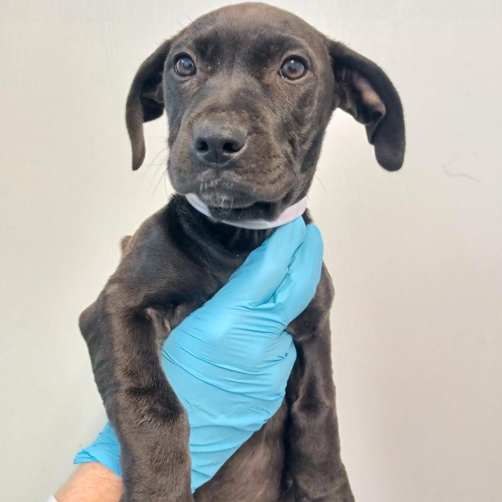 Winter, Adoptable, Puppy Female Catahoula Leopard Dog & Basset Hound.