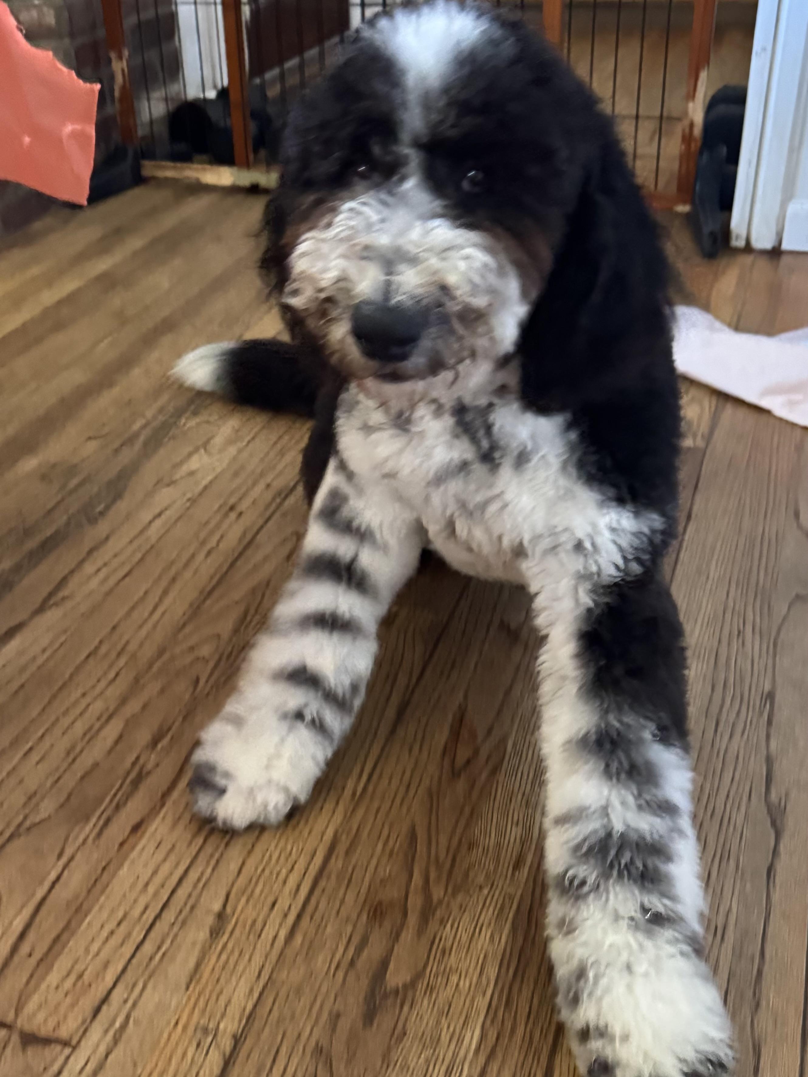 Bernie, Adoptable, Young Female Bernadoodle & Goldendoodle.