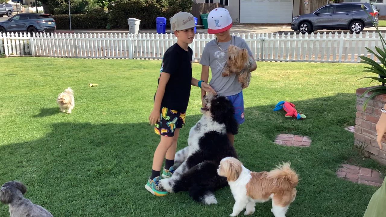 Enlarge Bernie, a Adoptable mixed breed in San Diego, CA video 3/6