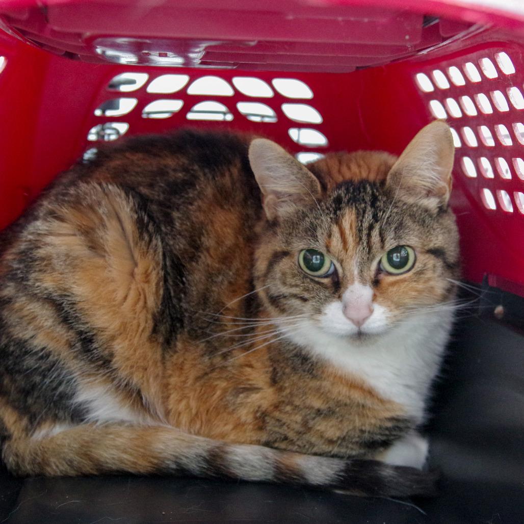 Enlarge Steph, a Adoptable Domestic Short Hair in Scituate, MA image 1/3
