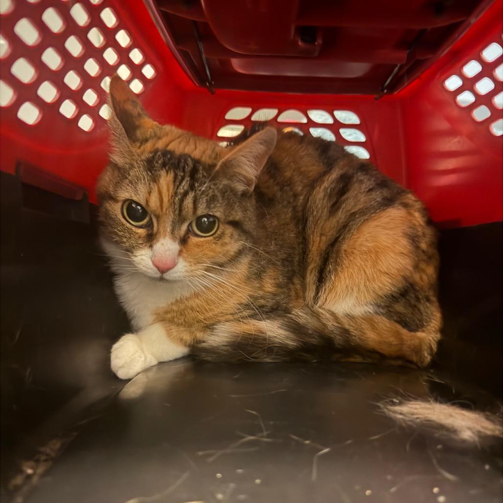 Enlarge Steph, a Adoptable Domestic Short Hair in Scituate, MA image 2/3