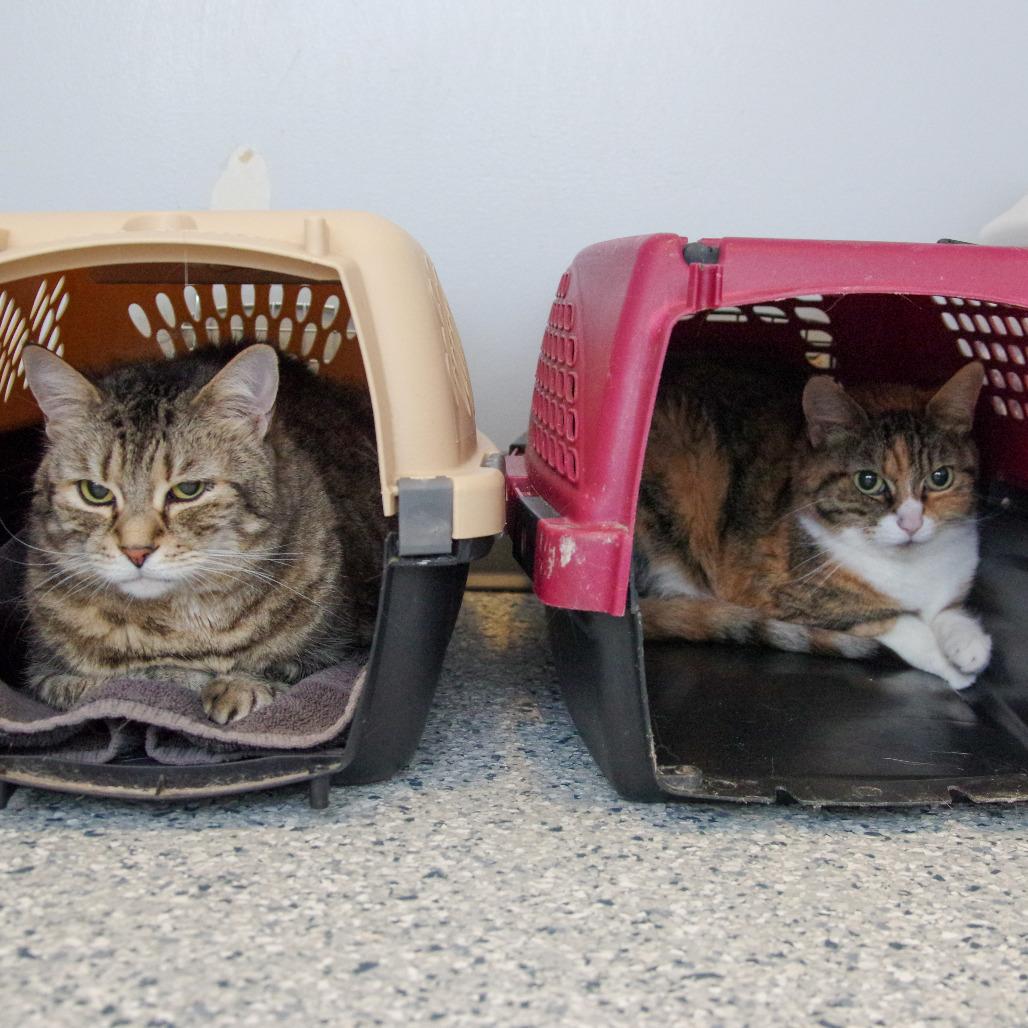 Enlarge Steph, a Adoptable Domestic Short Hair in Scituate, MA image 3/3