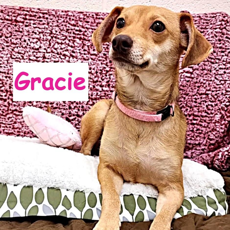 Gracie, adopted, Adult Female Terrier.