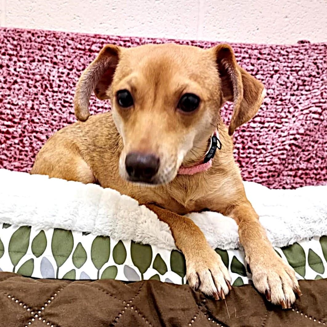 Enlarge Gracie, an adopted Terrier in Falls Creek, PA image 2/6