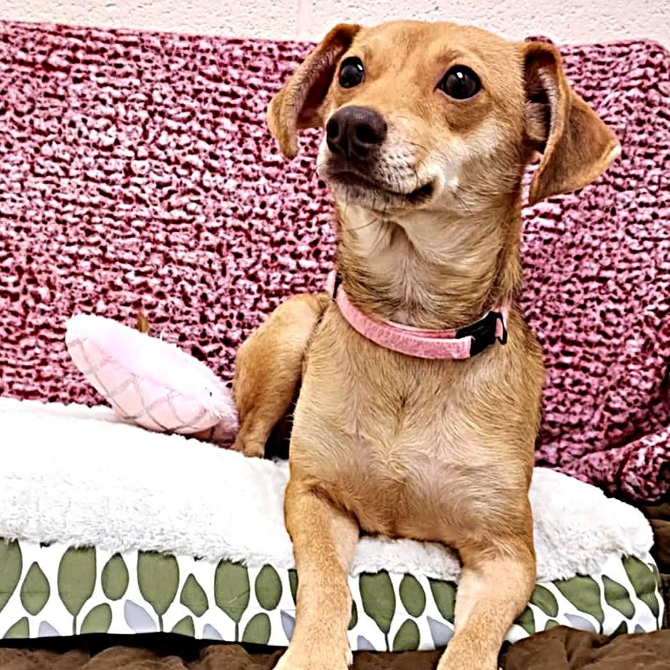Enlarge Gracie, an adopted Terrier in Falls Creek, PA image 5/6