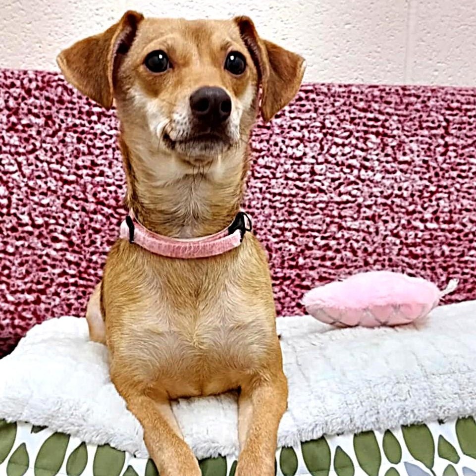 Enlarge Gracie, an adopted Terrier in Falls Creek, PA image 3/6