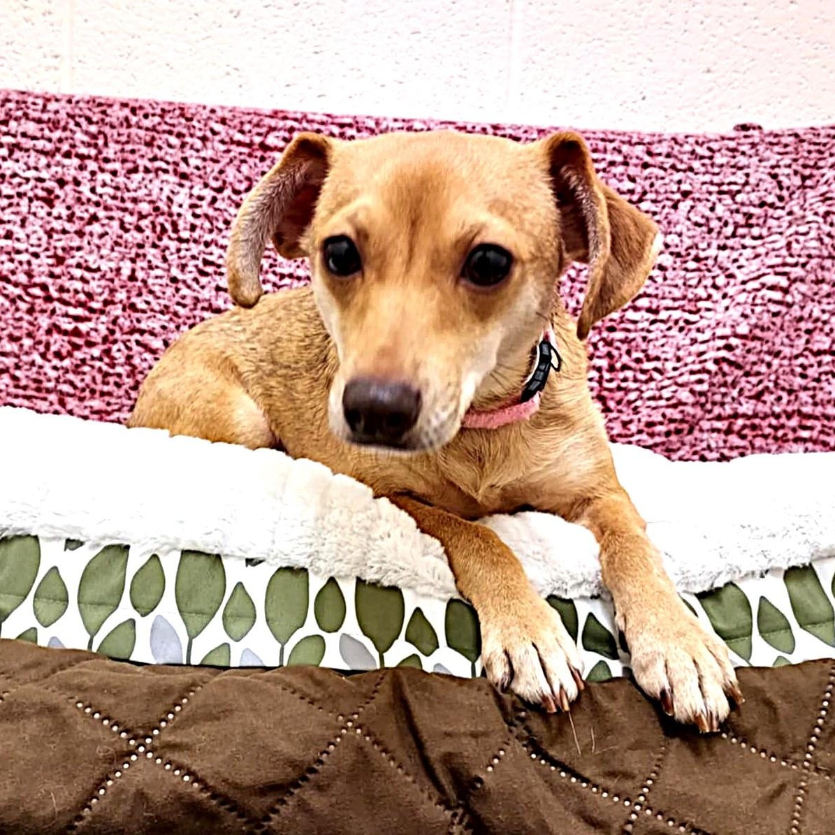 Enlarge Gracie, an adopted Terrier in Falls Creek, PA image 4/6