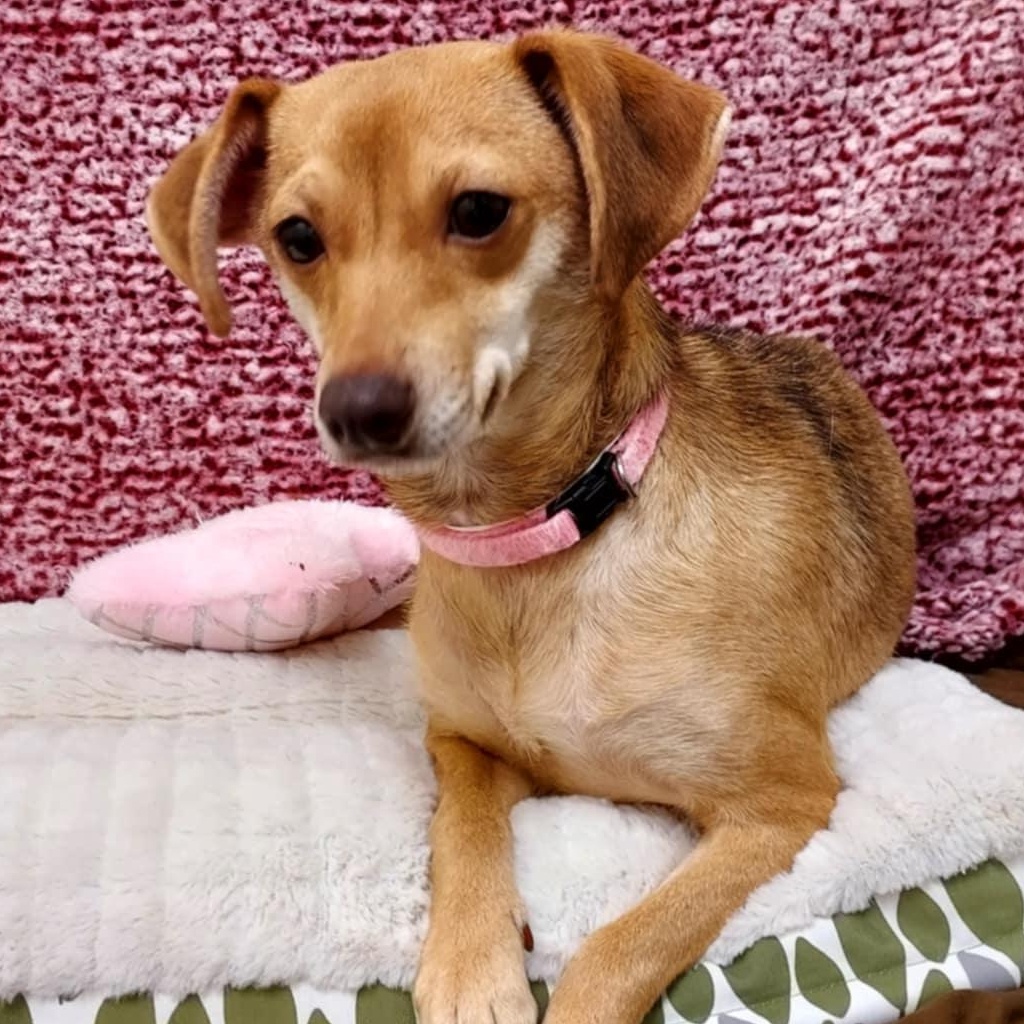 Enlarge Gracie, an adopted Terrier in Falls Creek, PA image 6/6