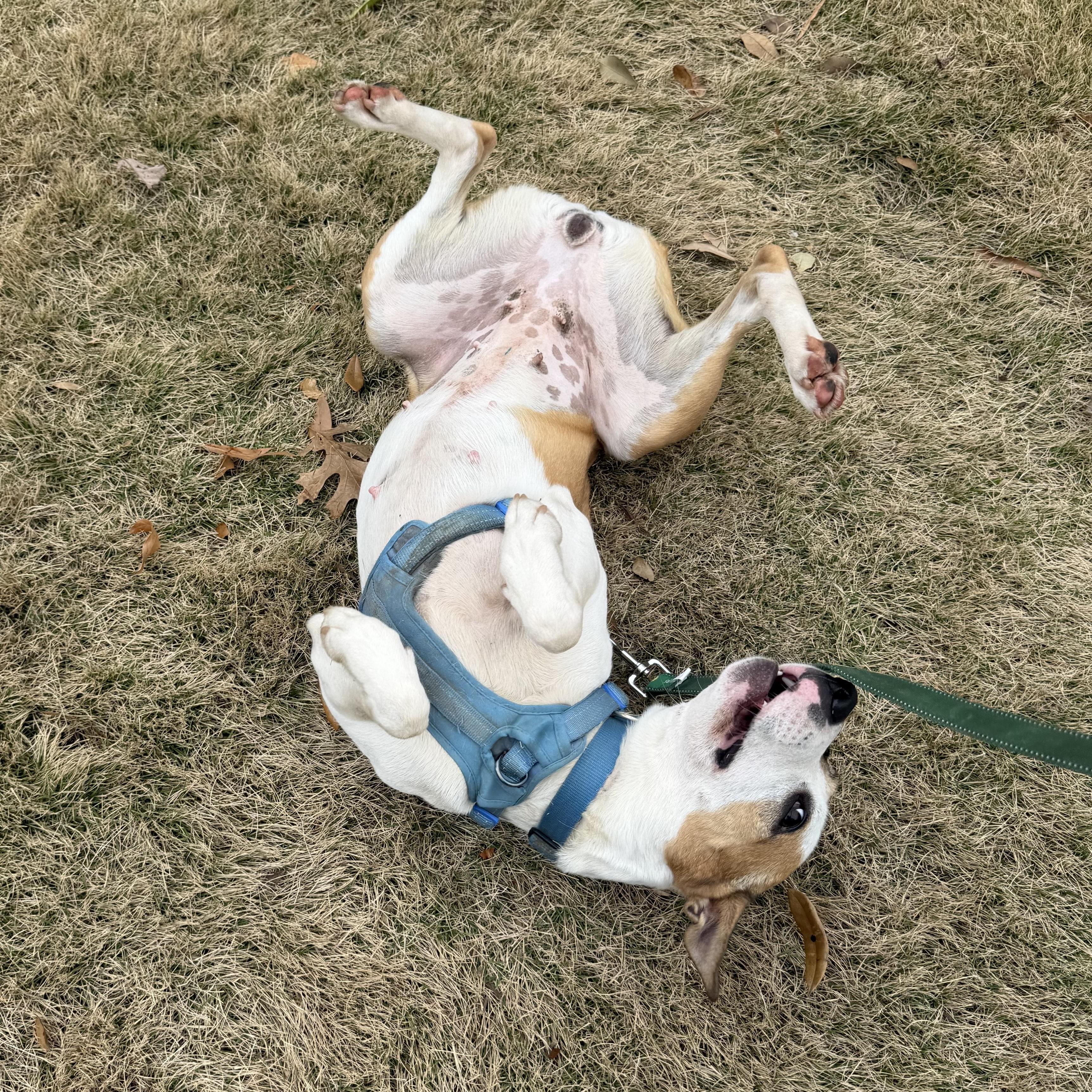 Felicity — thumbnail 2