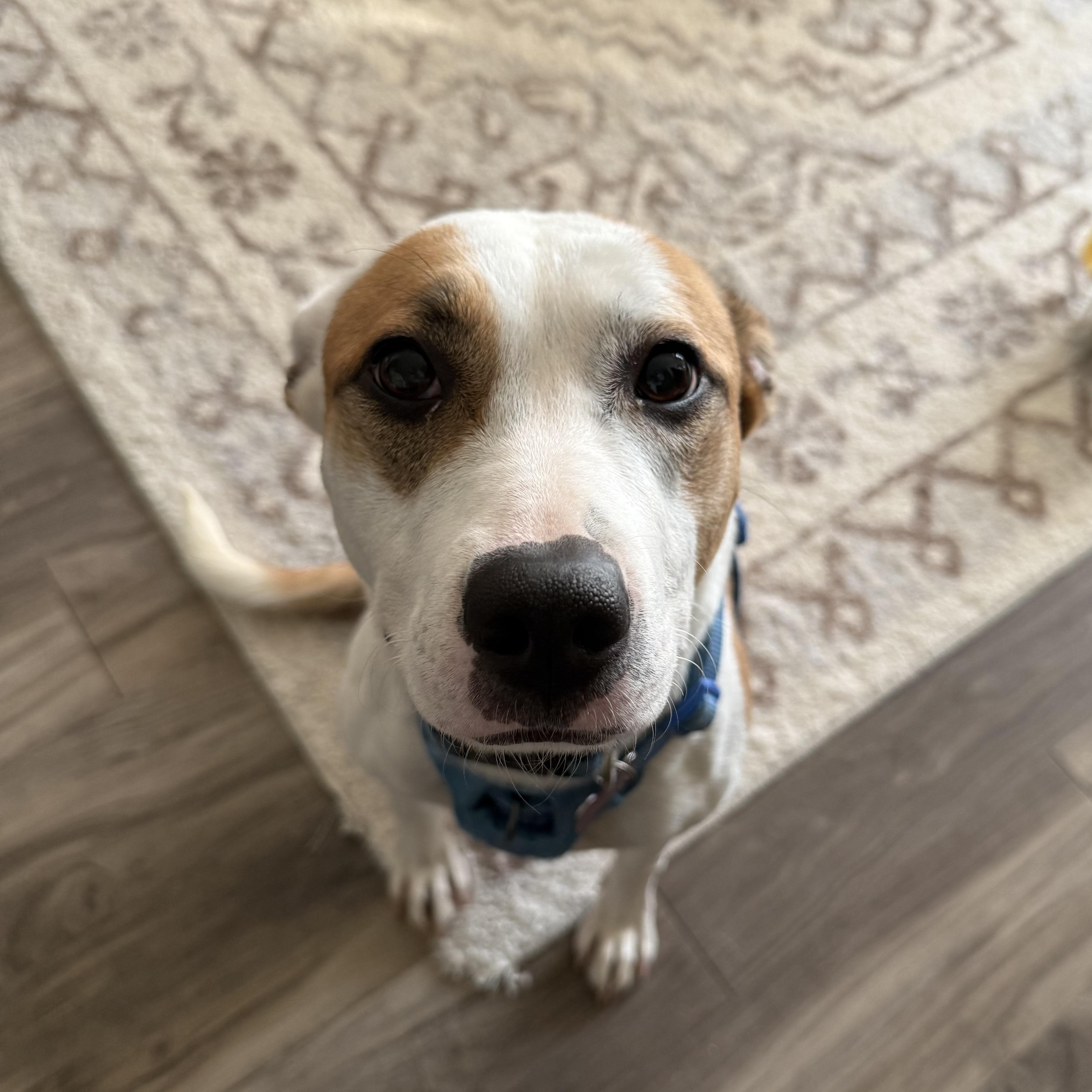 Felicity — thumbnail 3