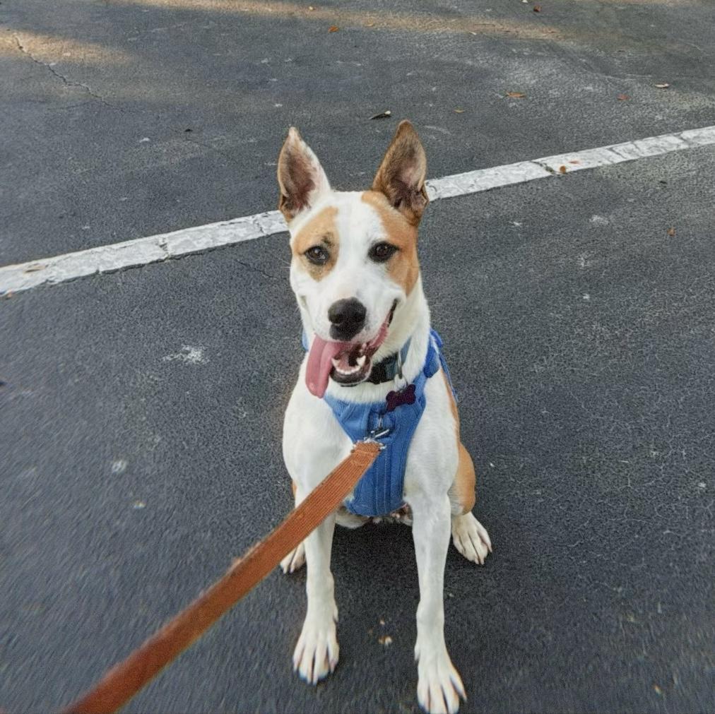 Felicity — thumbnail 4