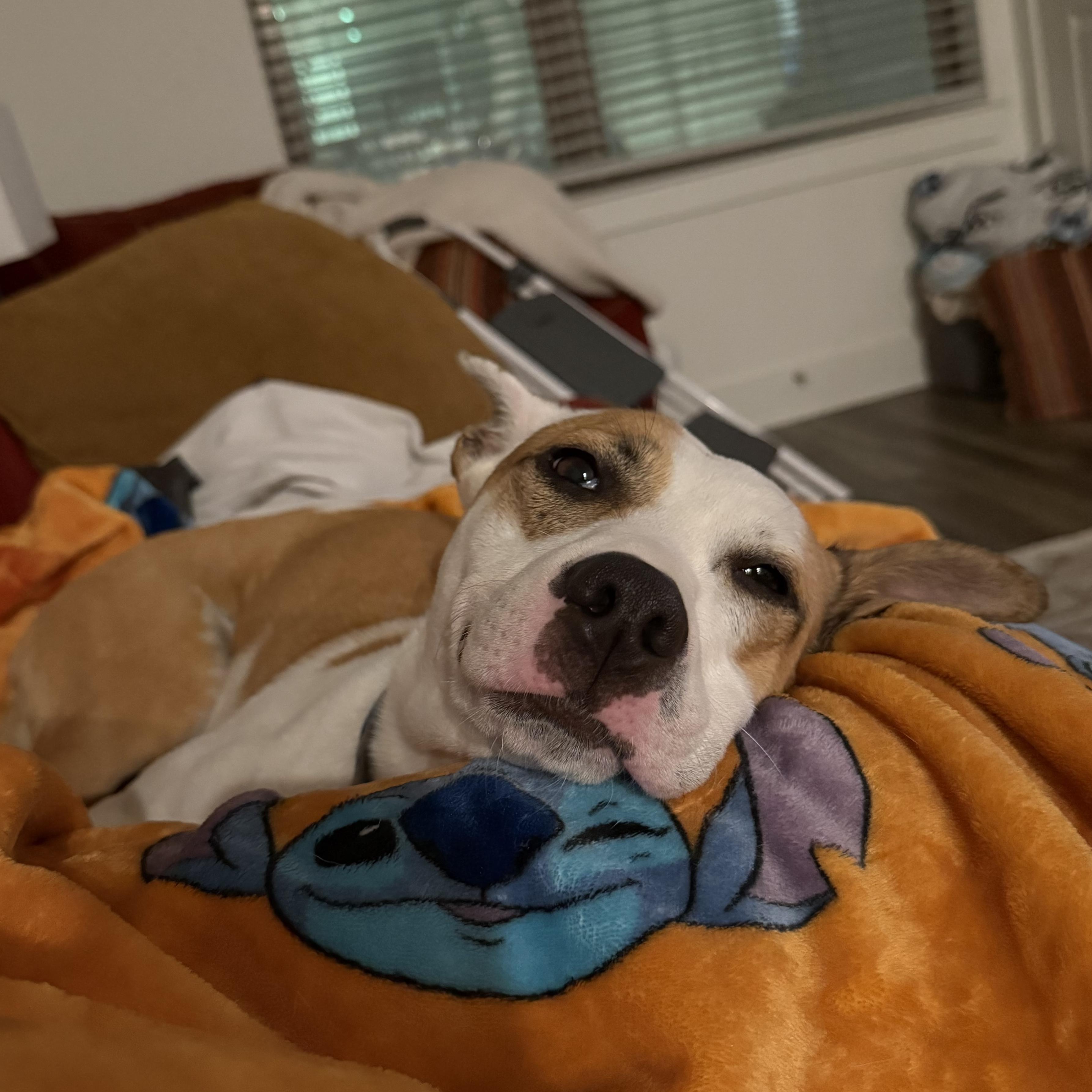 Felicity — thumbnail 5