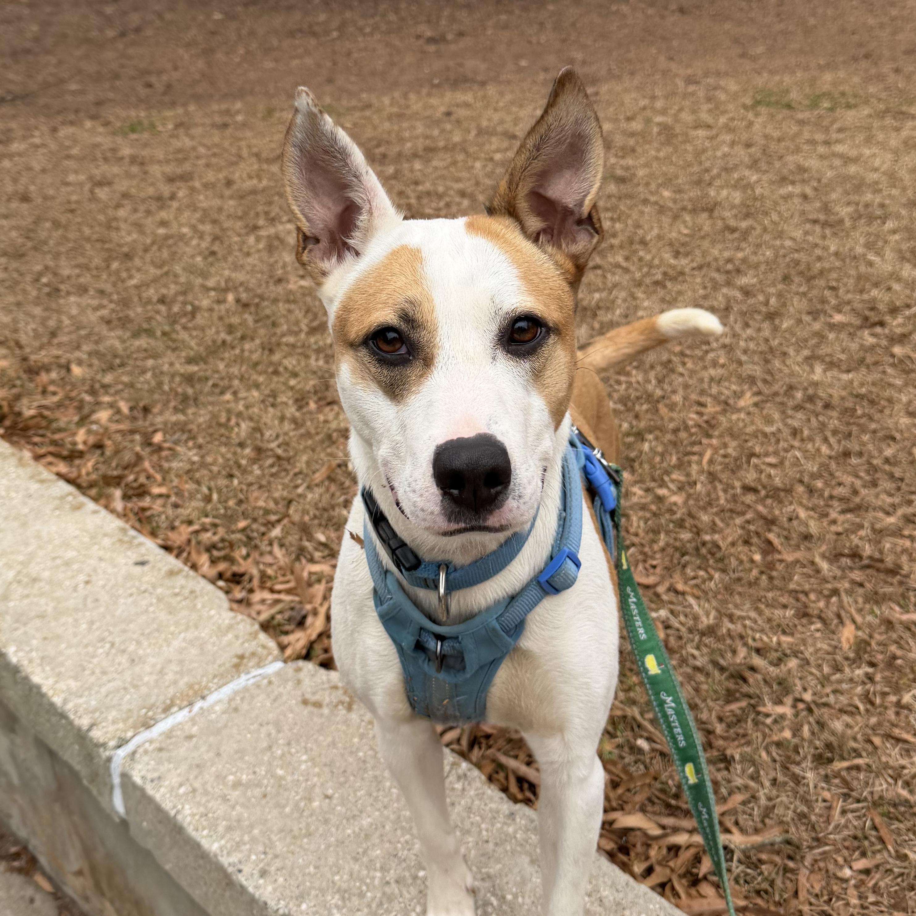 Felicity — thumbnail 6