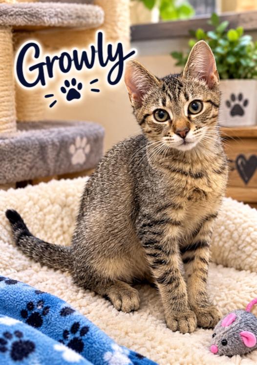 Enlarge Growley, a Adoptable mixed breed in Orange, CA image 1/1