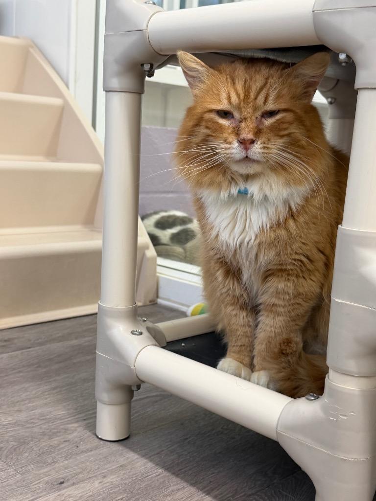 Dumpster Dan, Adoptable, Senior Male Domestic Long Hair.