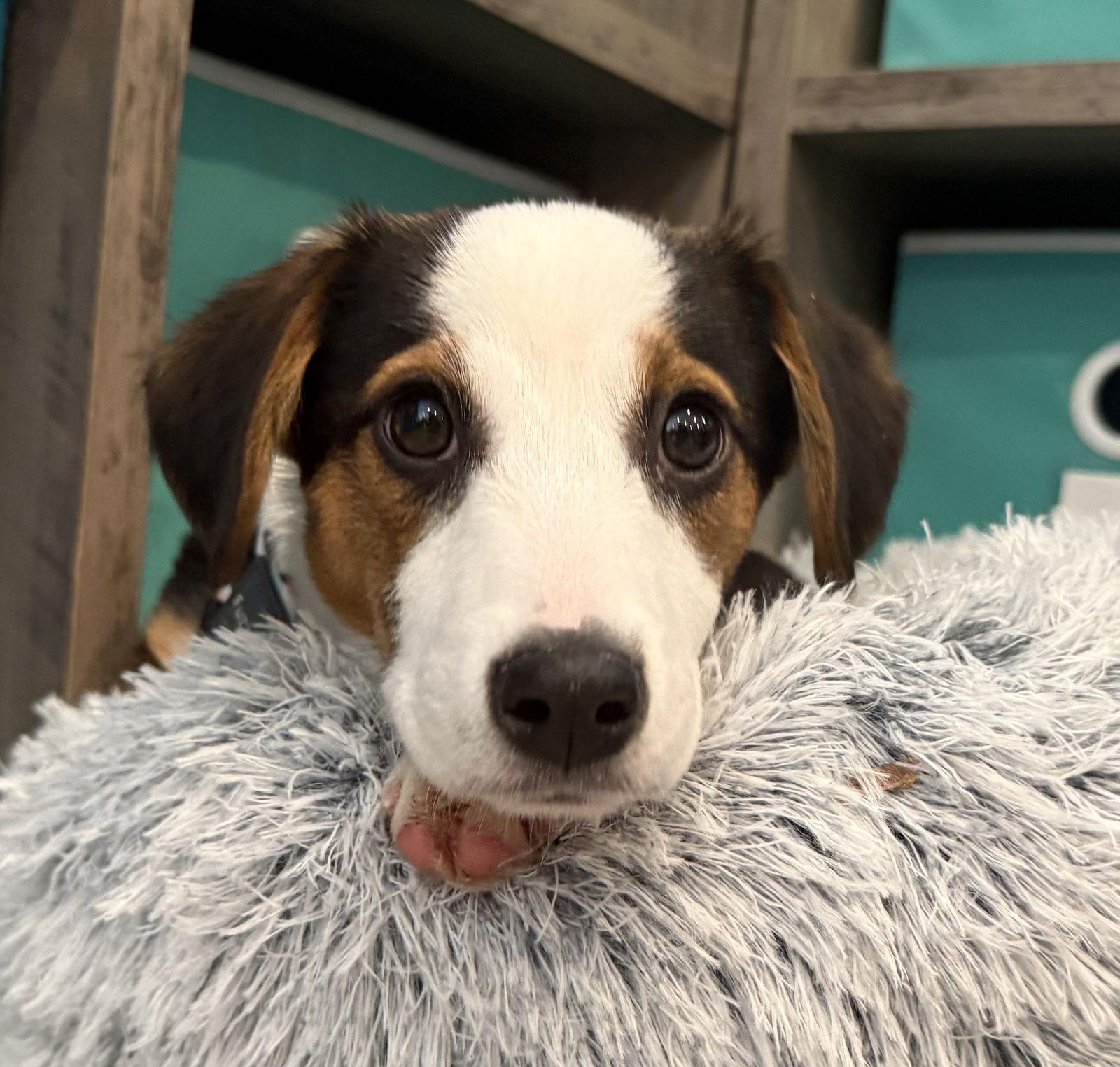 Candycane Cainrd Local