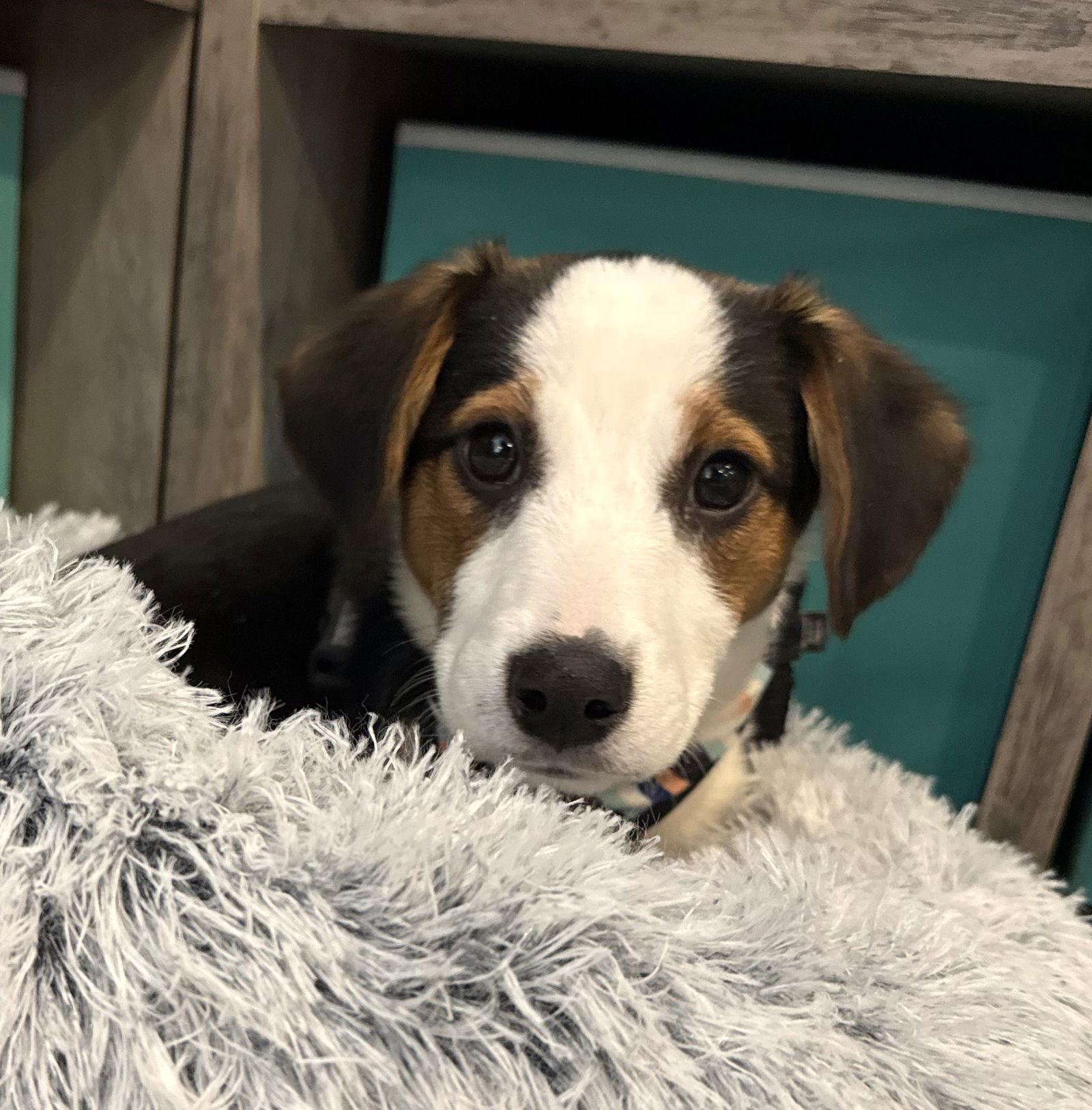 Candycane Cainrd Local thumbnail 2