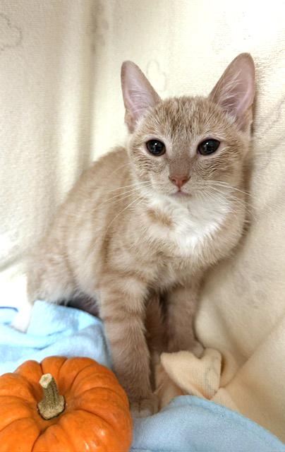 Duckie, Adoptable, Kitten Female Domestic Short Hair & Tiger.