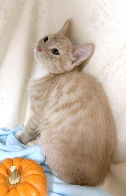 Enlarge Duckie, a Adoptable mixed breed in Lake Monroe, FL image 2/2