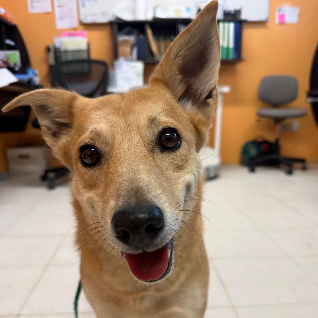 Enlarge JONI, a ADOPTABLE Terrier in Joshua Tree, CA image 2/2