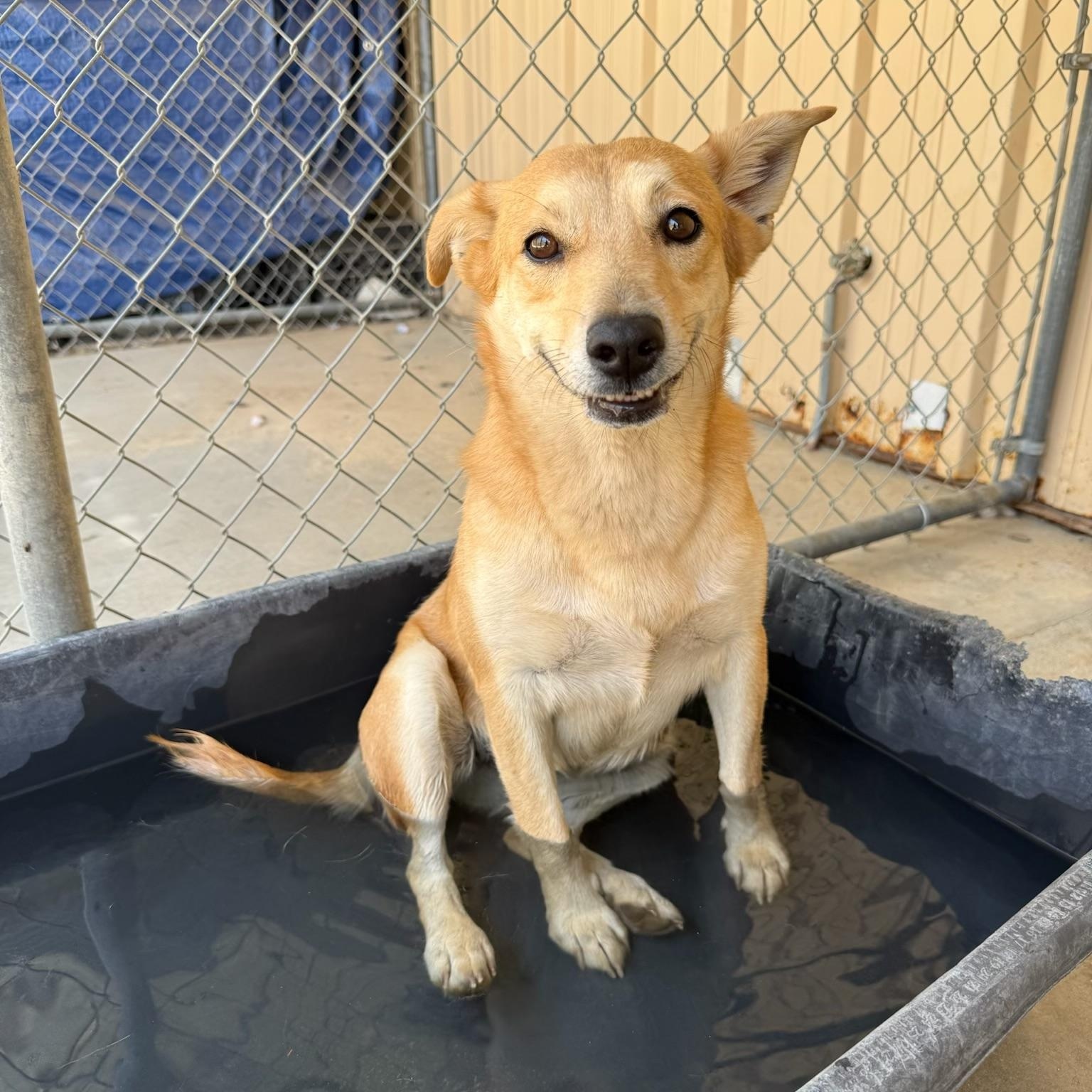 Enlarge JONI, a ADOPTABLE Terrier in Joshua Tree, CA image 1/2