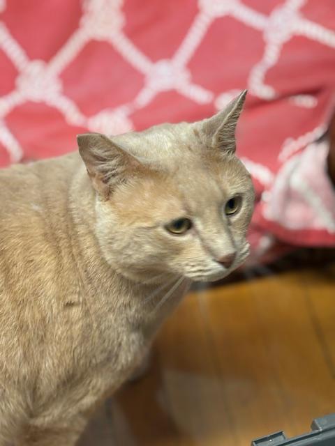 Enlarge Simon, an adopted Domestic Short Hair in Plainville, MA image 3/4