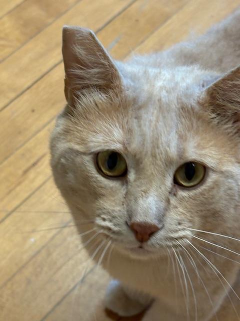 Enlarge Simon, an adopted Domestic Short Hair in Plainville, MA image 2/4