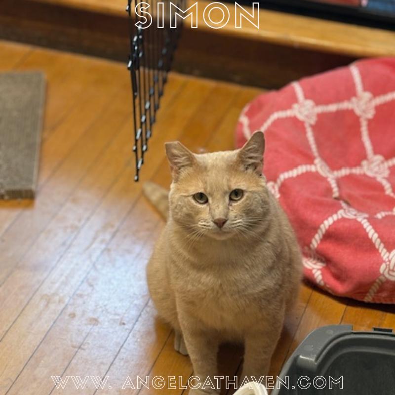 Simon, adopted, Adult Male Domestic Short Hair.