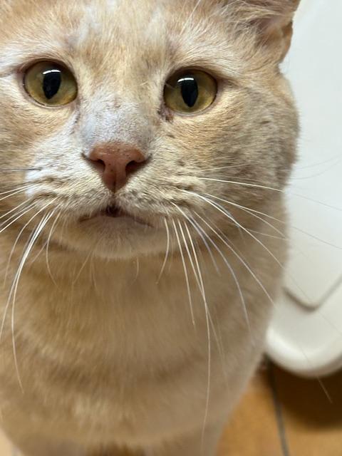 Enlarge Simon, an adopted Domestic Short Hair in Plainville, MA image 4/4