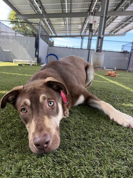 Enlarge Lavoie, a Adoptable mixed breed in San Diego, CA image 1/1