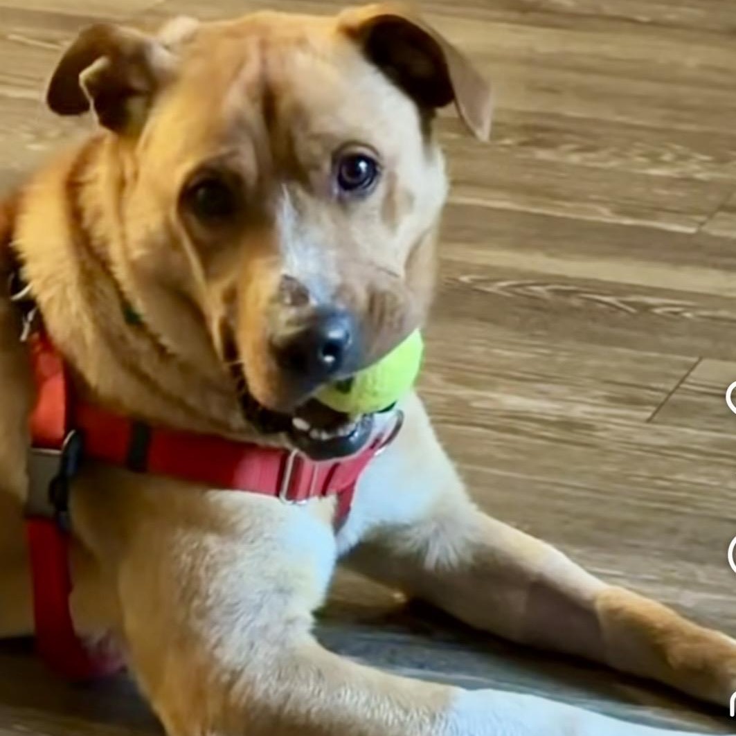 Enlarge Barry, a Adoptable mixed breed in Charlotte, NC image 3/5