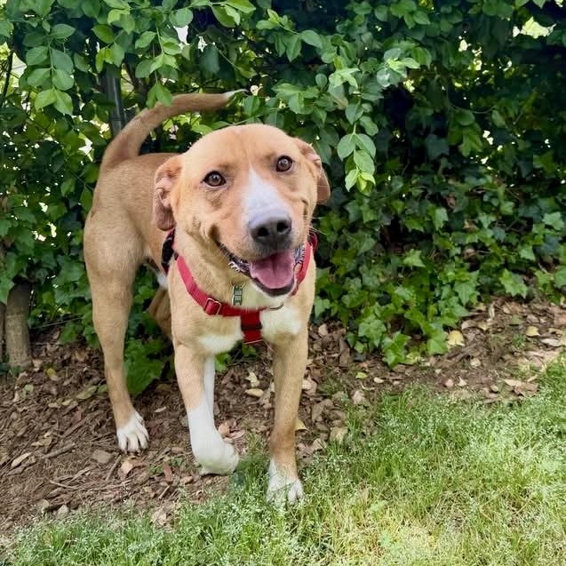 Enlarge Barry, a Adoptable mixed breed in Charlotte, NC image 1/5