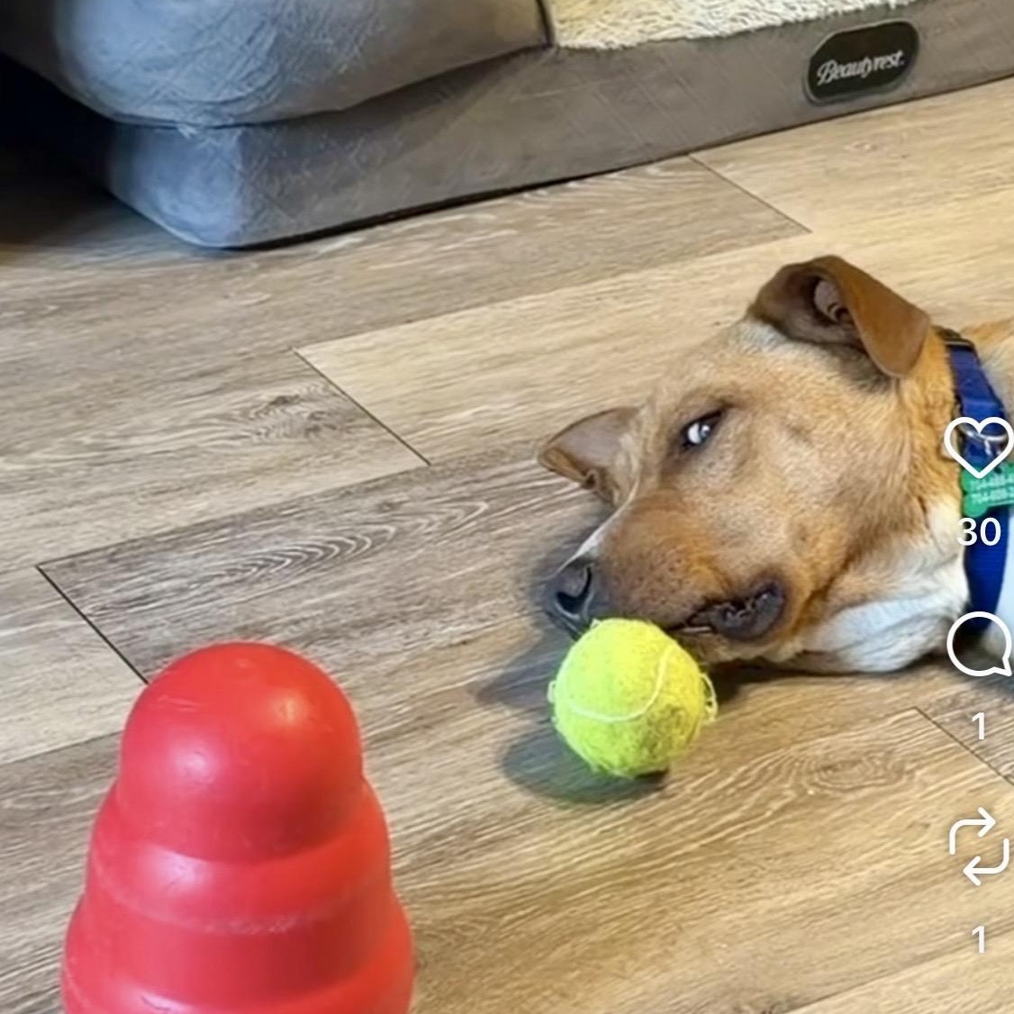 Enlarge Barry, a Adoptable mixed breed in Charlotte, NC image 5/5